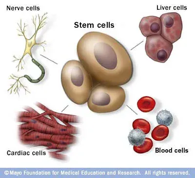 Stem cells diagram